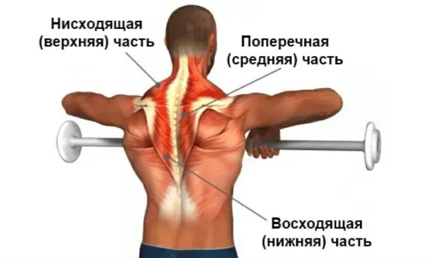 Трапециевидная мышца с4