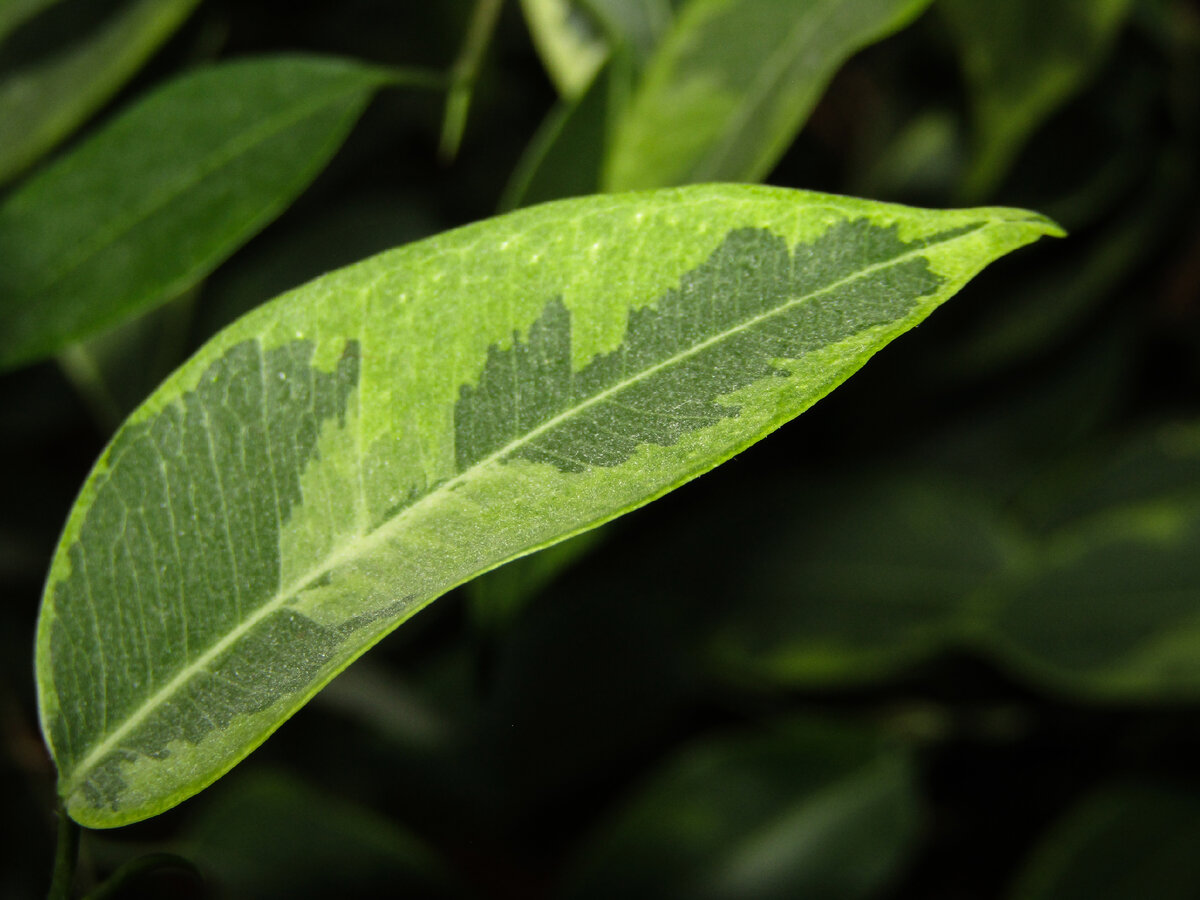 Ficus benjamina Leaf