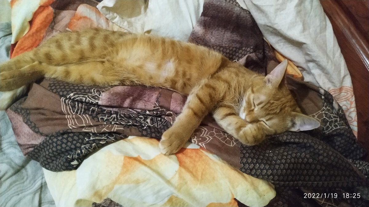 А потом повернулся на бок и сладко засопел.