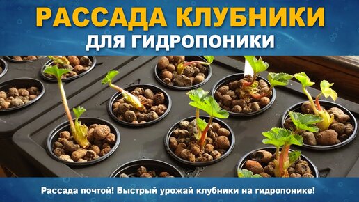 Особенности самостоятельного выращивания клубники на гидропонике