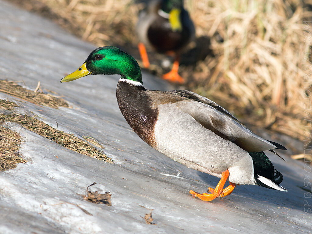 Фото: https://ru-birds.livejournal.com/498289.html