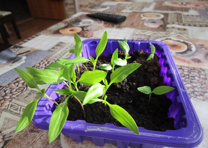 Первые всходы уже тянутся к солнышку.