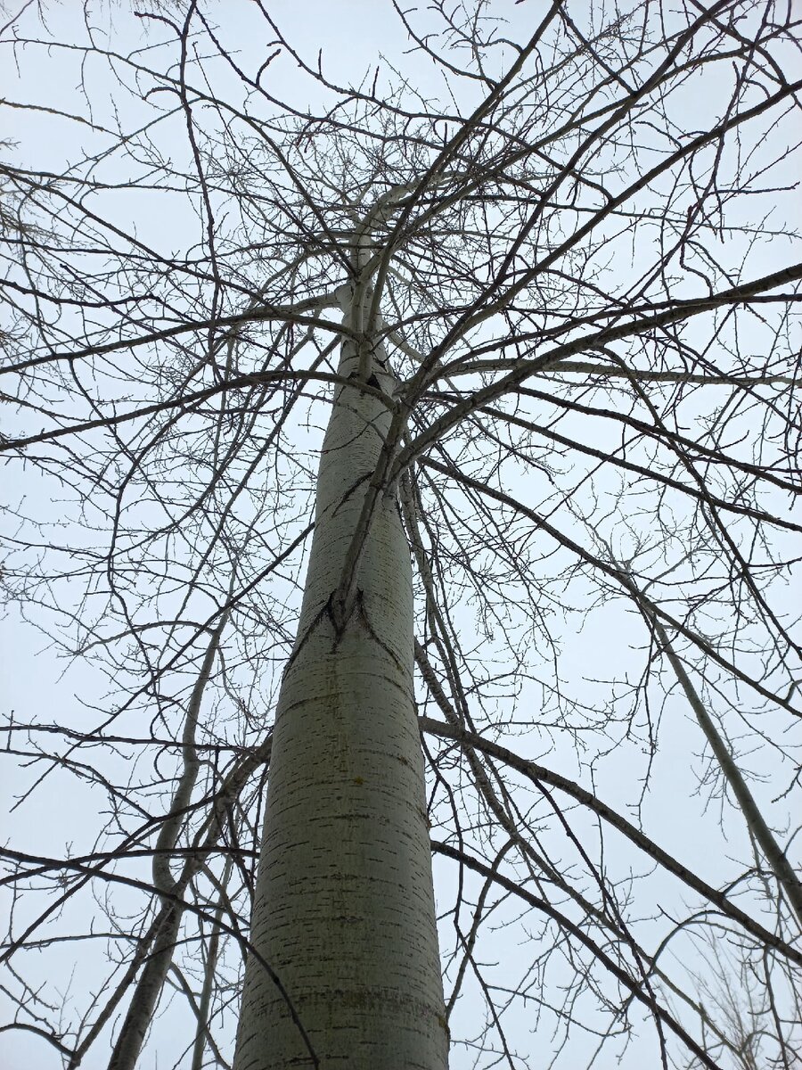 Тополь ранней весной