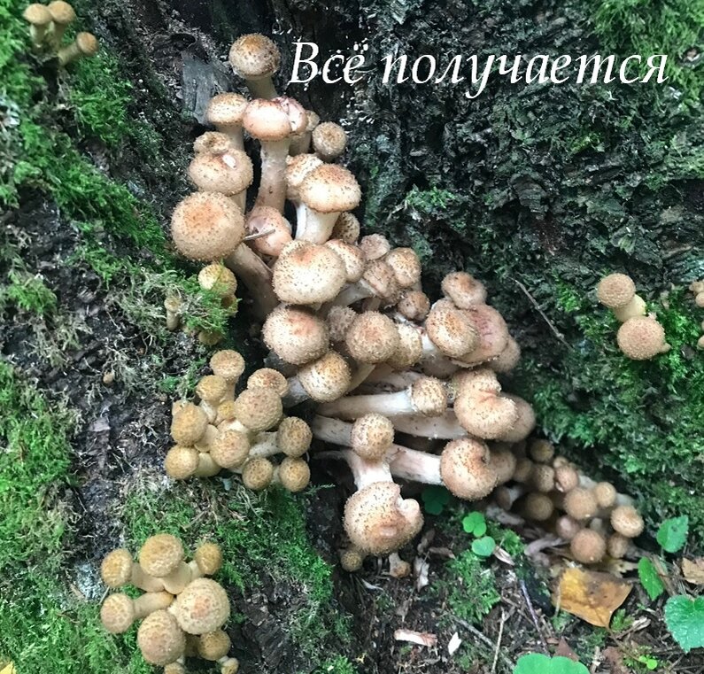 Фотографии из того похода у меня не сохранились, но это тоже опята