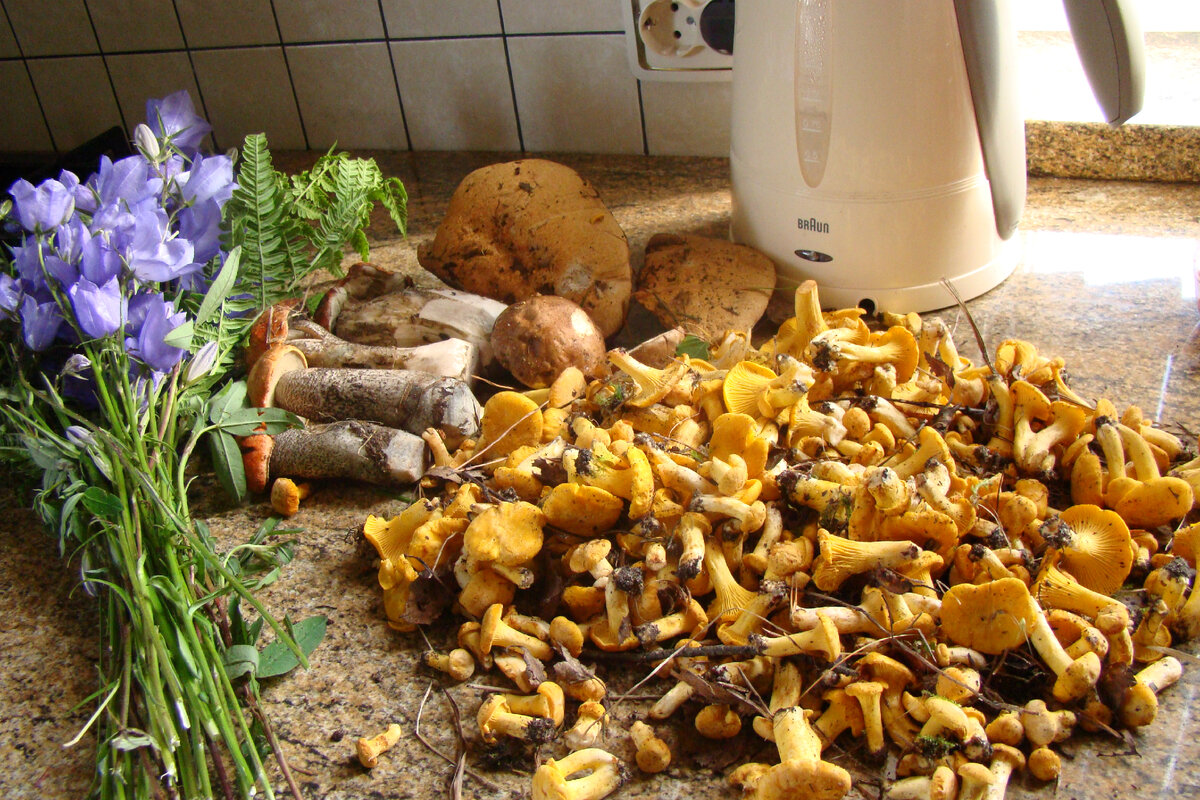 Фото Лидии Бам.Первые  июньские грибы. 