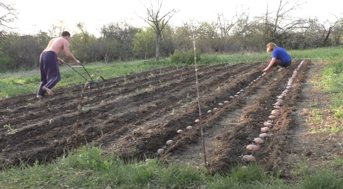 Посадка картофеля видео. Голландский метод посадки картофеля. Посадка картофеля по голландской технологии. Посадка картофеля по голландской технологии на дачном участке. Способ посадки картофеля по голландской технологии.