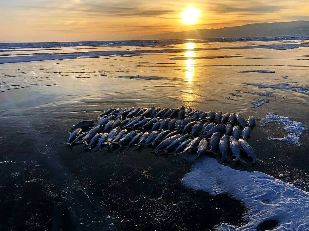 РЫБАЛКА на БАЙКАЛЕ на РЫБОЛОВЕЦКОМ СУДНЕ. ОСТРОВ ОЛЬХОН.