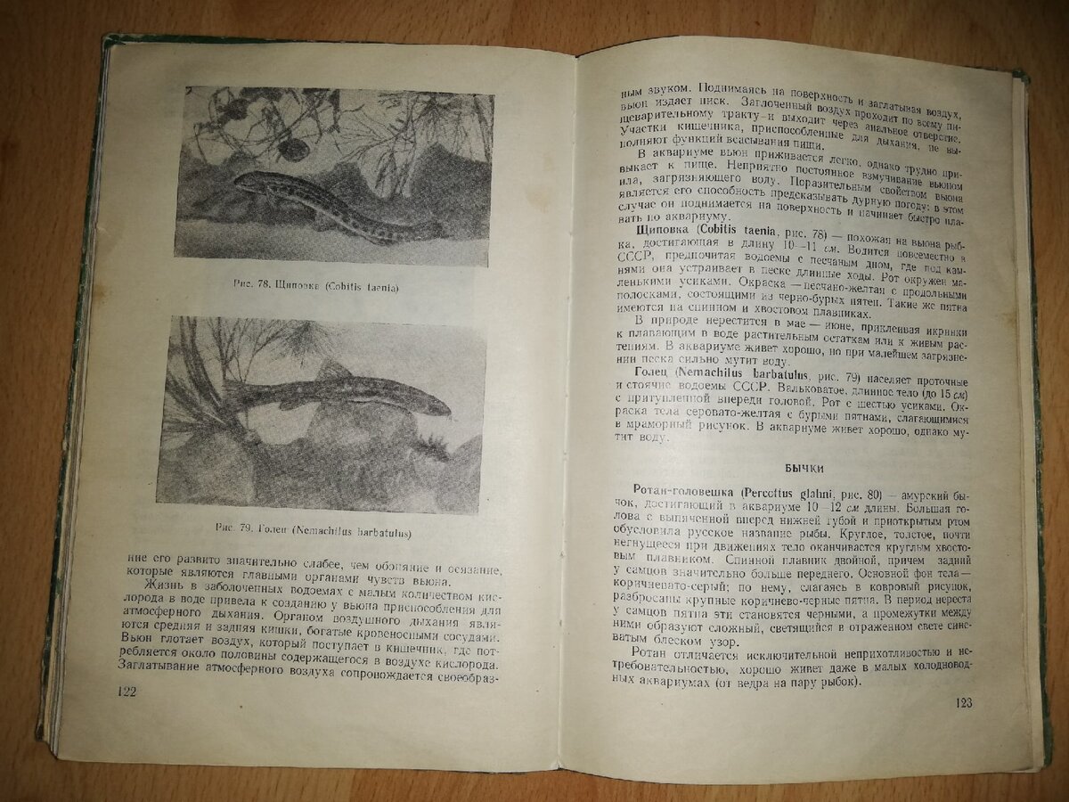 В книге "Комнатный аквариум" Издательства "Московский университет" 1959г. Ротана определяют в бычки.