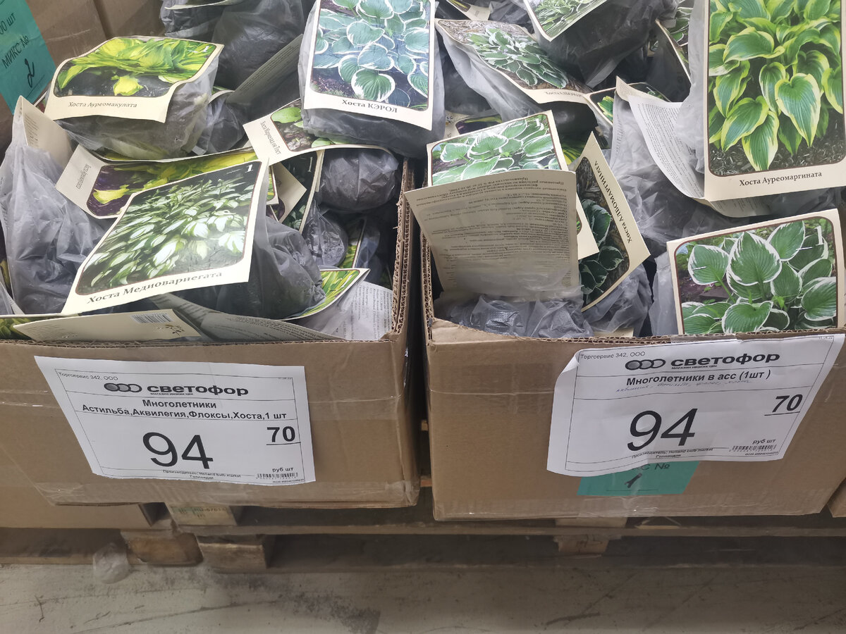 Хосты в Светофоре, апрель 2022