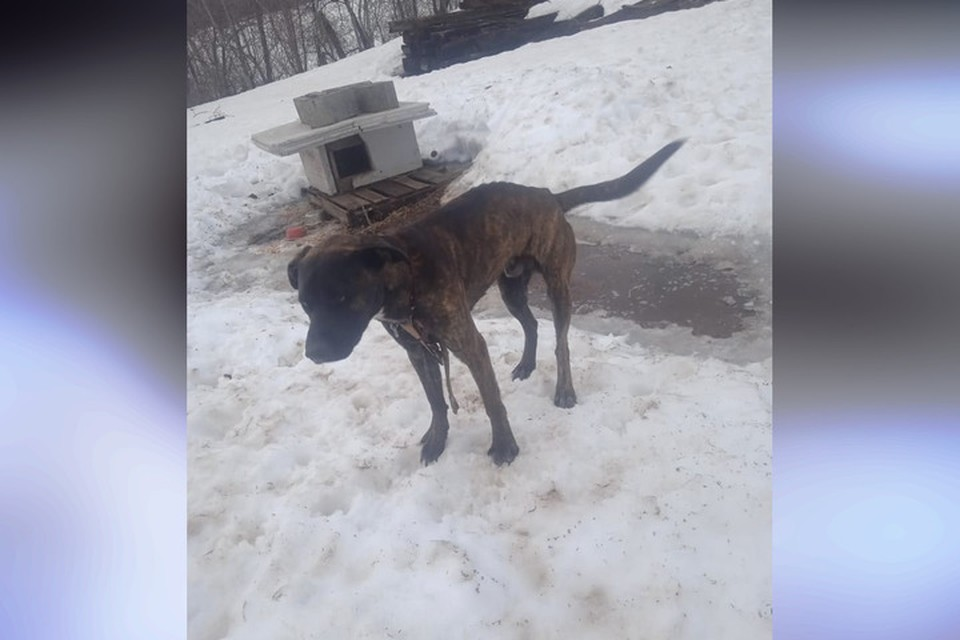 Голодный и истощенный пес бродил по улицам и просил о помощи. Фото: соцсети