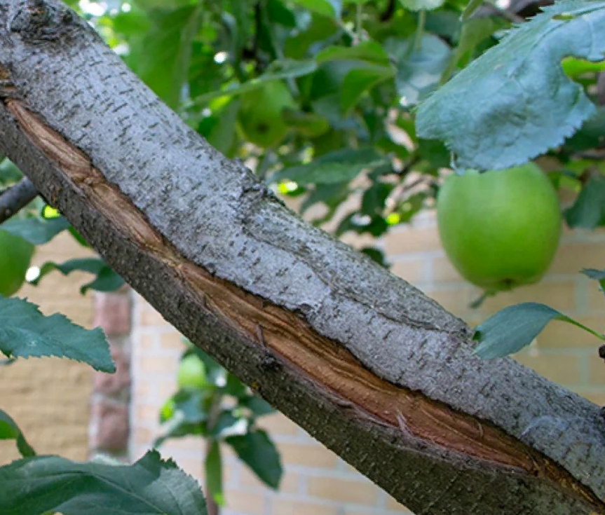 молодое деревце довольно быстро заращивает трещину.