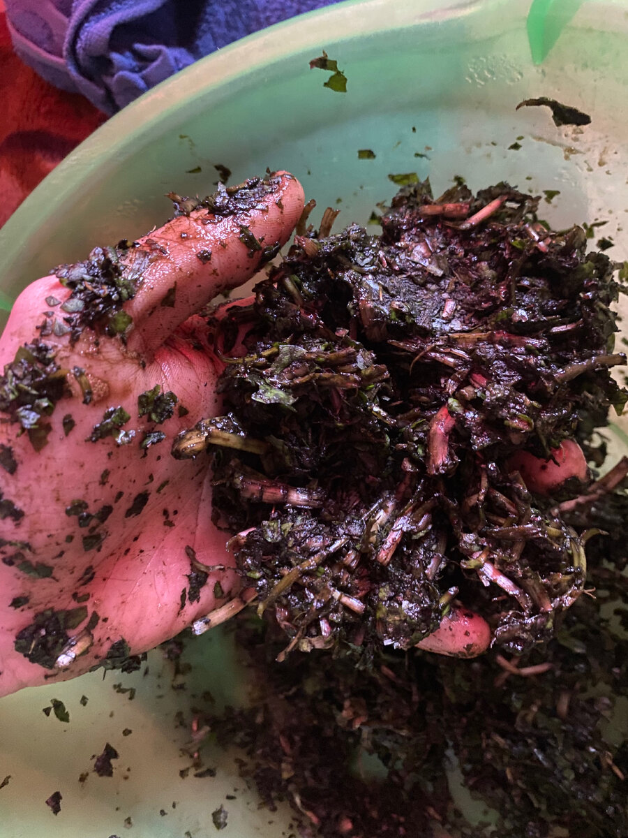 Вот так жутко выглядит готовое сырье 