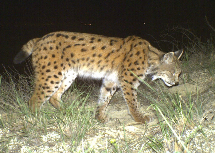 Photo by IUCNweb at Flickr. © NACRES, Georgia (საქართველო). CC BY-NC-SA 2.0