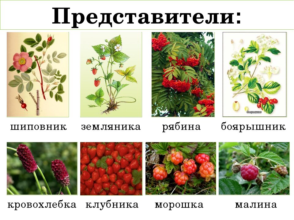 Семейство Розовых