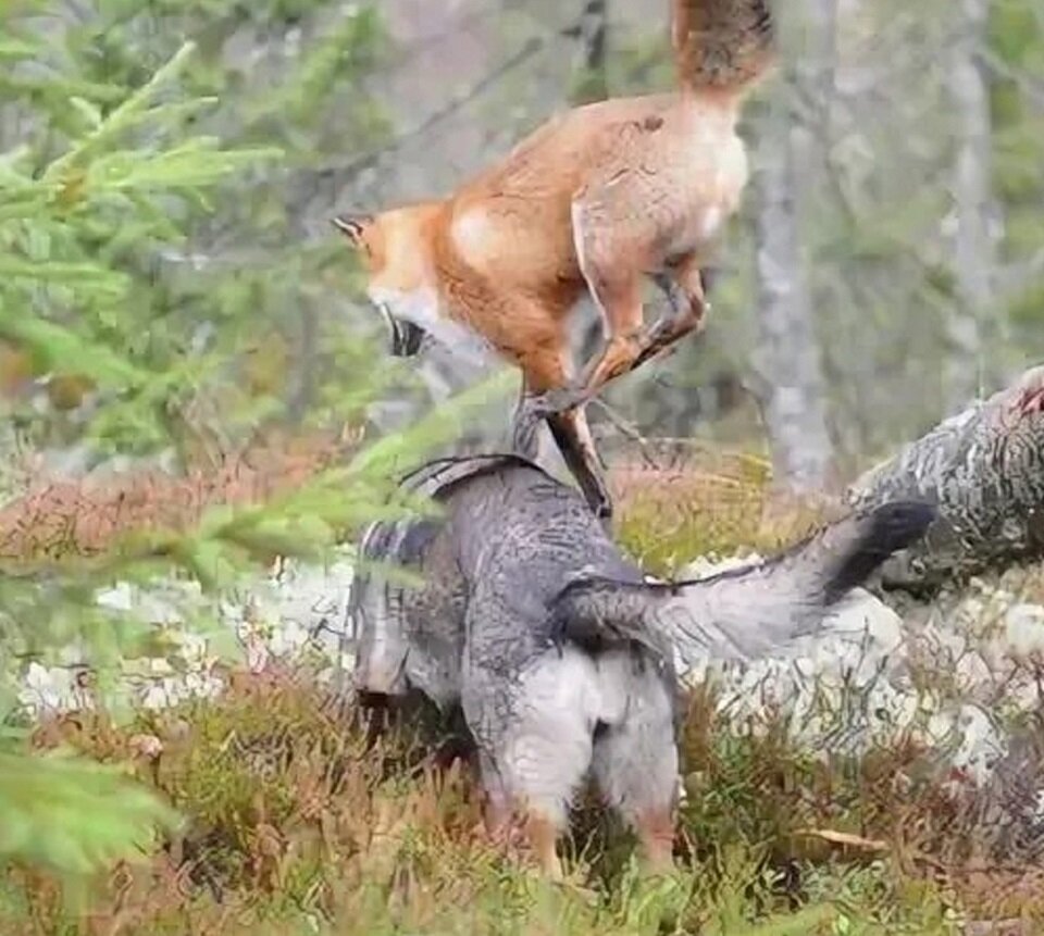 Нападение сверху!