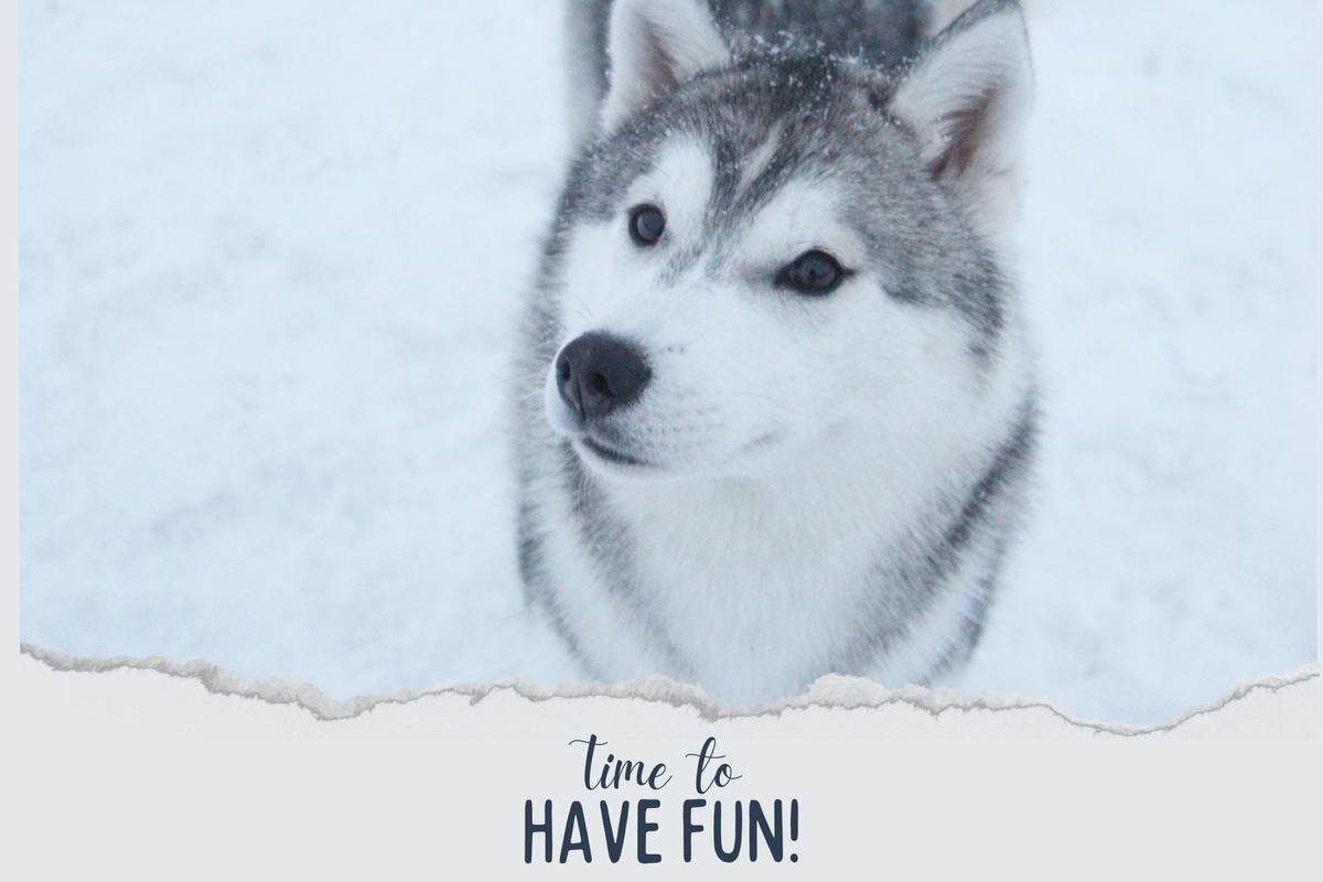 Husquisher Zarabatana aka Изя. Мелкий чертёнок, нежный, ласковый и шаловливый. Взгляд говорит сам за себя :) 