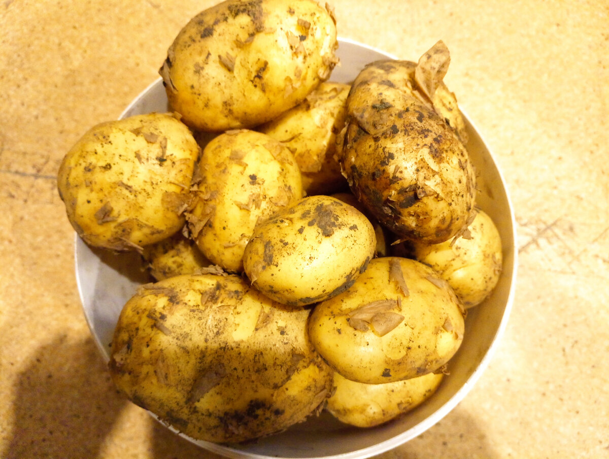 Картофель нового урожая