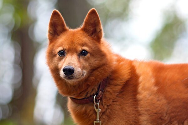 Финский шпиц: история, стандарты, характер, содержание