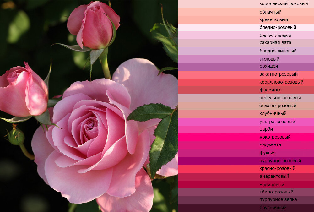 Яркие розовые обои на телефон - 74 фото