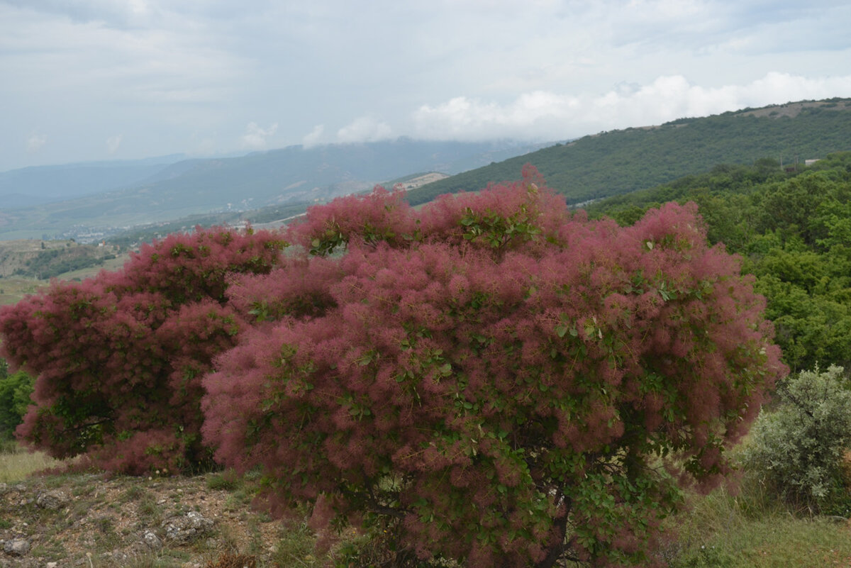 Декоративные кустарники крыма названия и фото