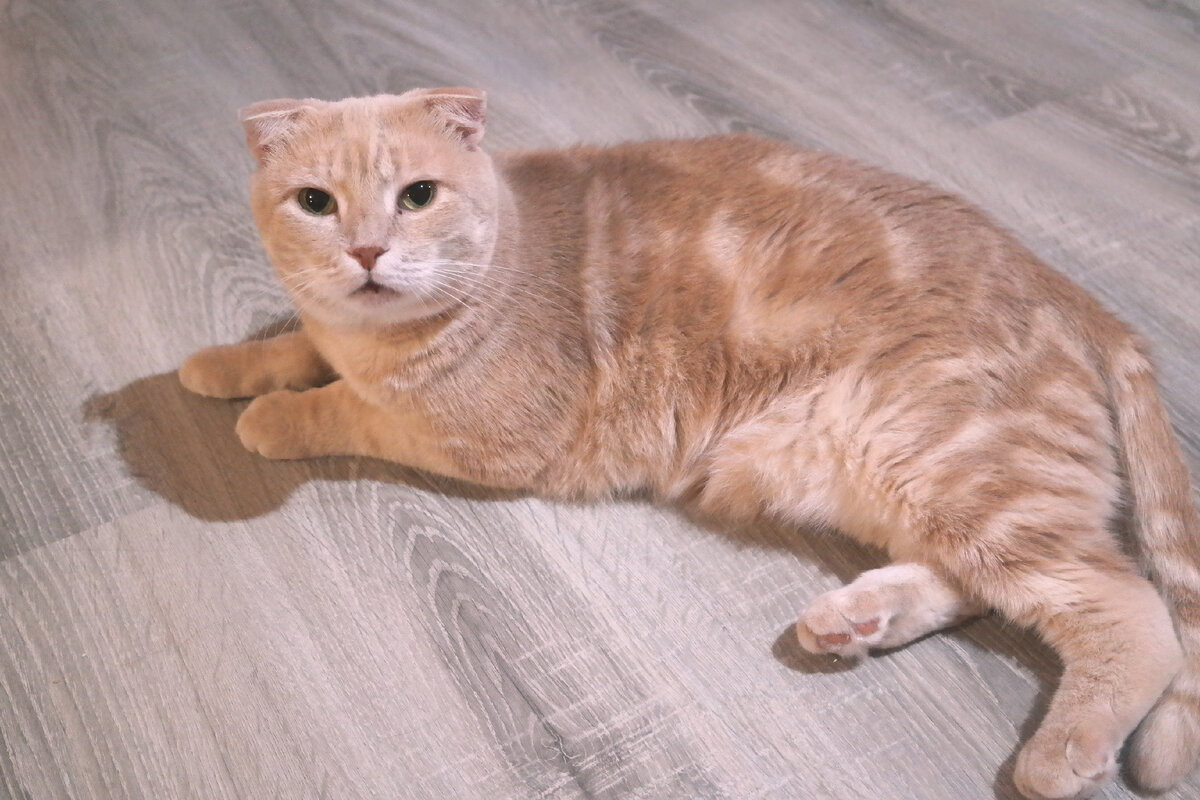 Леопольд (Лео). Фото из домашнего архива 