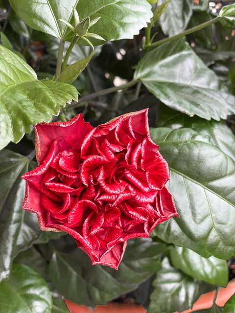 мой гибискус не цвёл уже лет пять точно!  теперь моя «тетя Роза» подаёт мне добрые знаки.