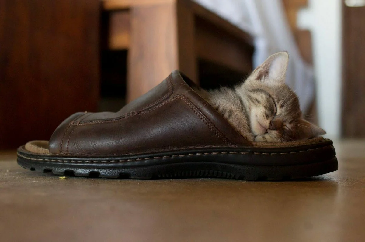 😺Почему кошки и коты неравнодушны к обуви | Нос, хвост, лапы | Дзен