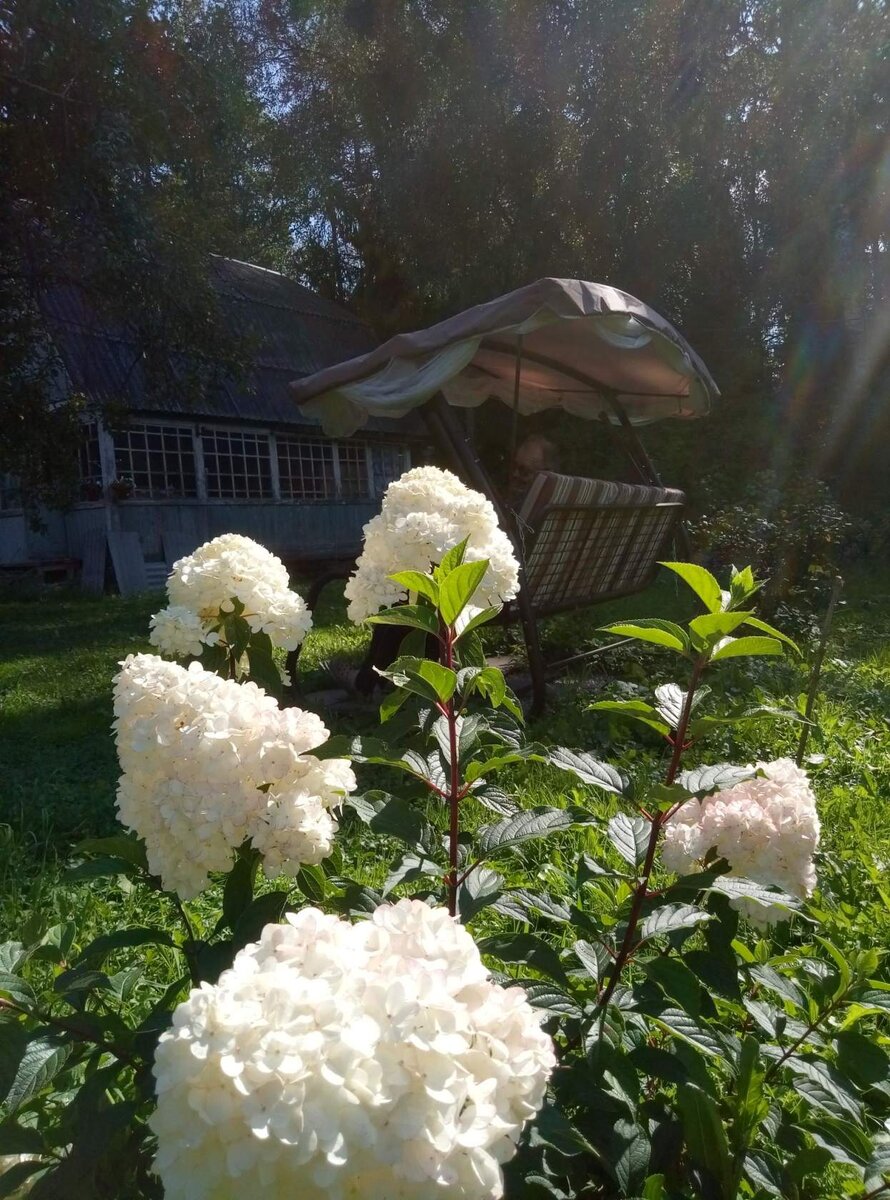 Моя Ванилла  Фрайз 2018