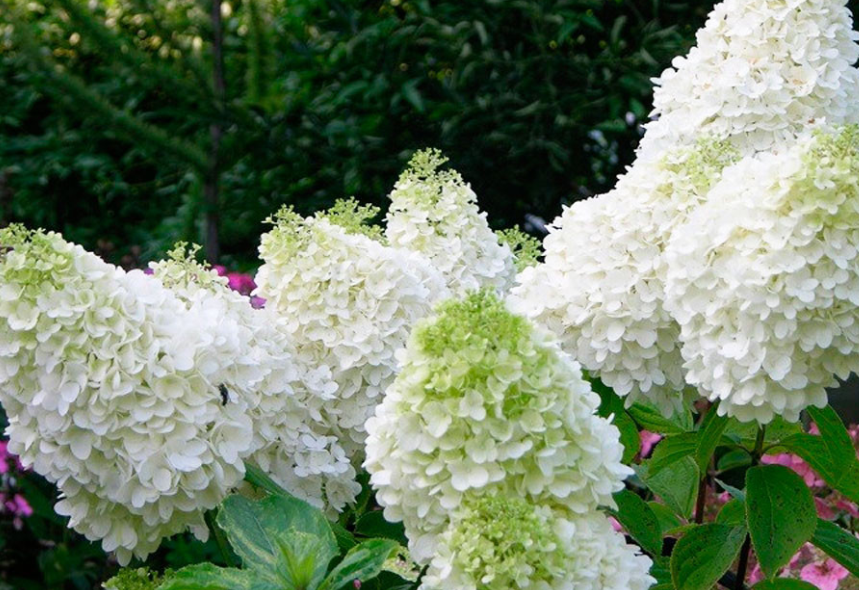 Гортензия метельчатая