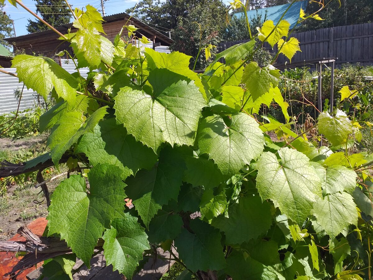 Виноград после обрезки дал новые листья. Как раз попробуем их на долму