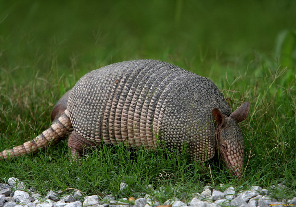 Броненосец в естественной среде.