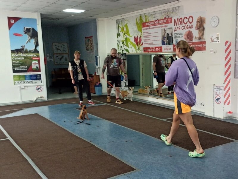 Пти-брабансон Чупа и ее хозяйка Алёна на занятиях в Дог-центре Тольятти. Выдержка при другой собаке и разбросанном корме. Инструктор - кинолог Российской кинологической федерации Виталия Гусева