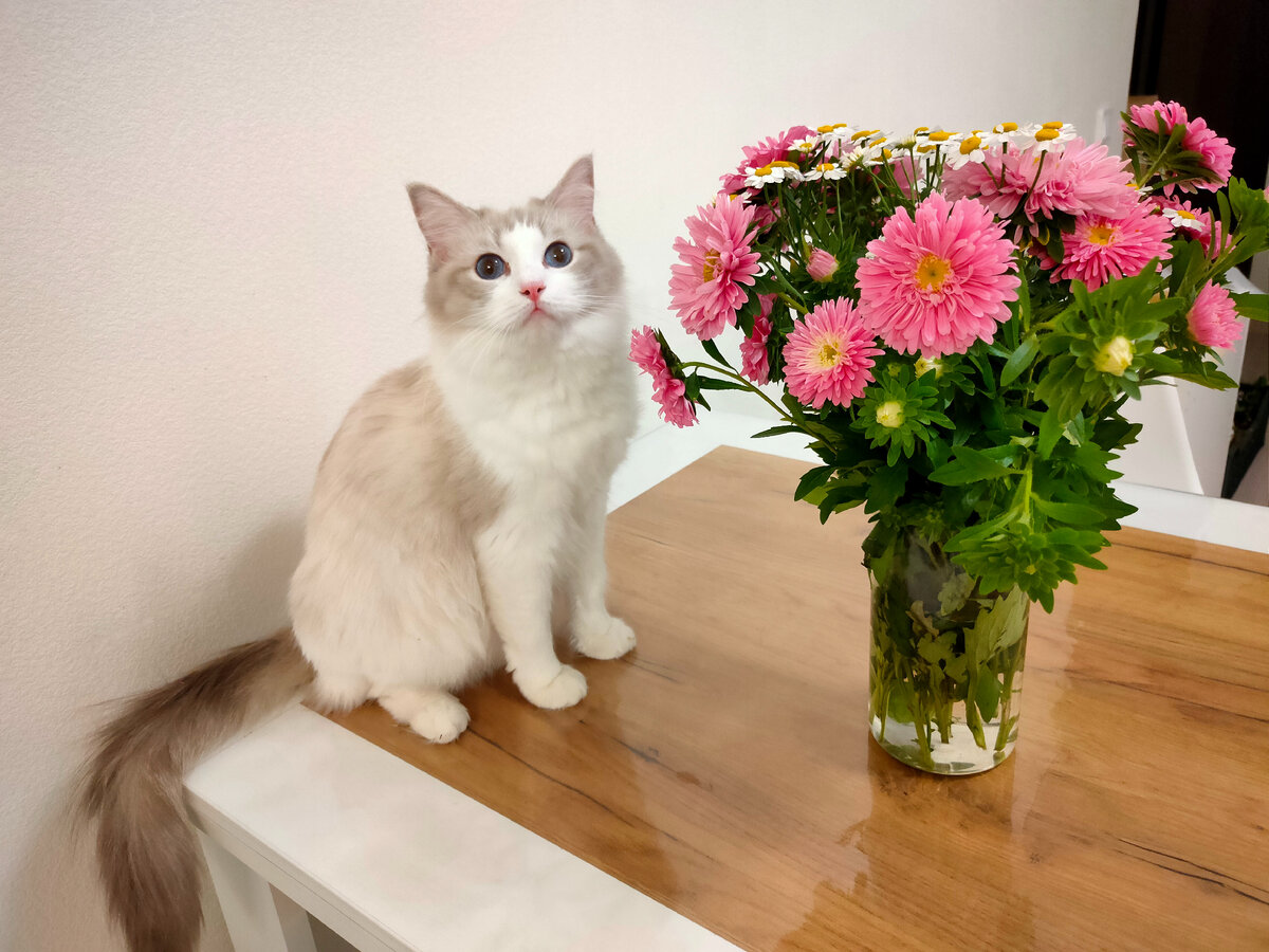 Чем еще порадовать кошку?