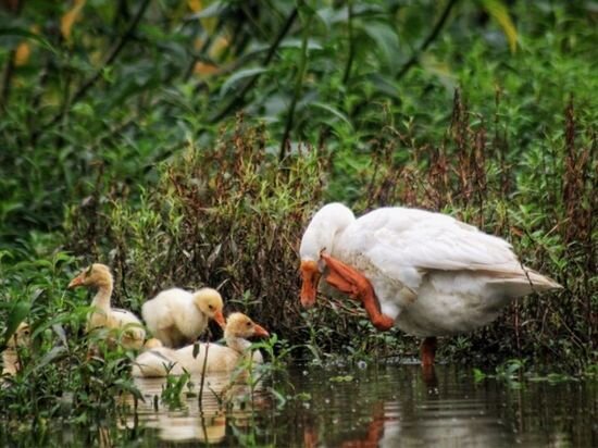     Никита Готский – христианский святой, почитаемый в лике великомучеников. canva.com
