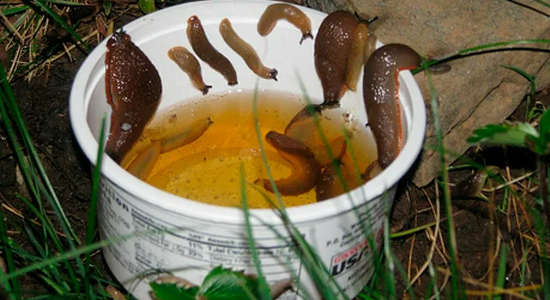 Фотография взята из источника vashsad24.com