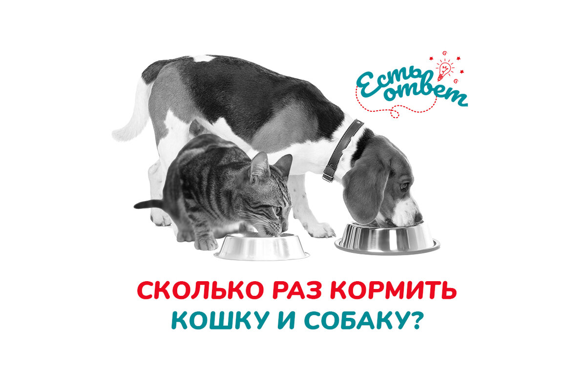 Сколько раз кормить кошку