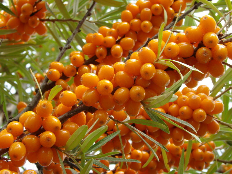 Выращивание облепихи