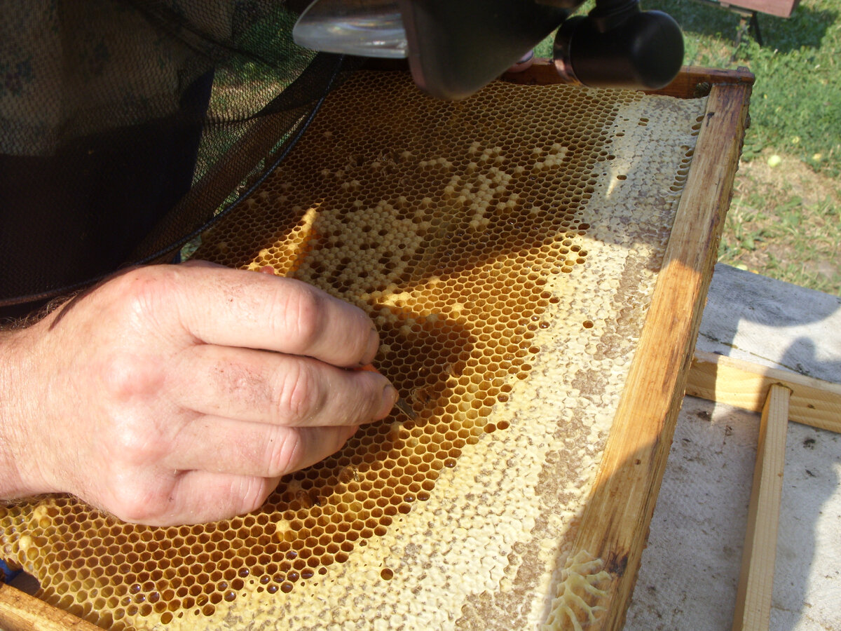 Осмотр рамок на наличие восковых личинок моли.