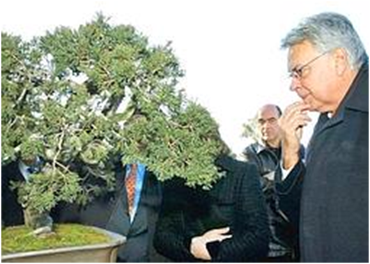 Источник: http://www.arbolesymedioambiente.es/bonsais.html