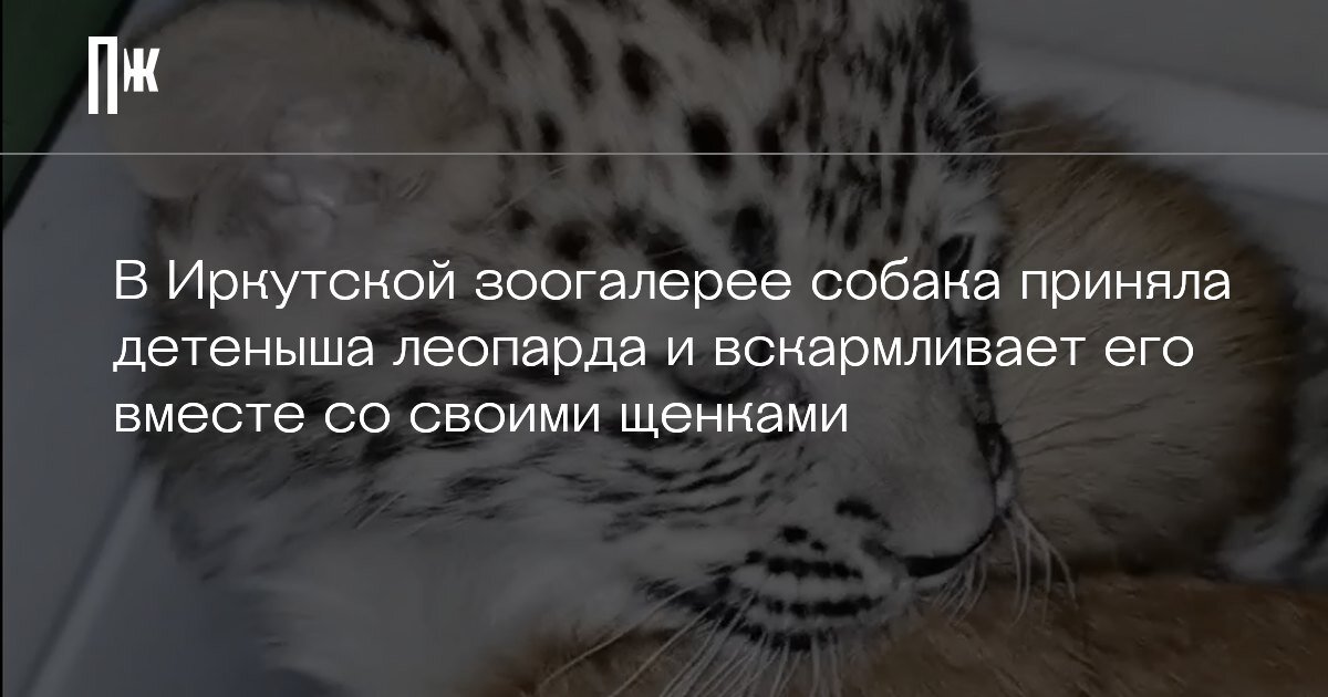     В Иркутской зоогалерее собака приняла детеныша леопарда и вскармливает его вместе со своими щенками