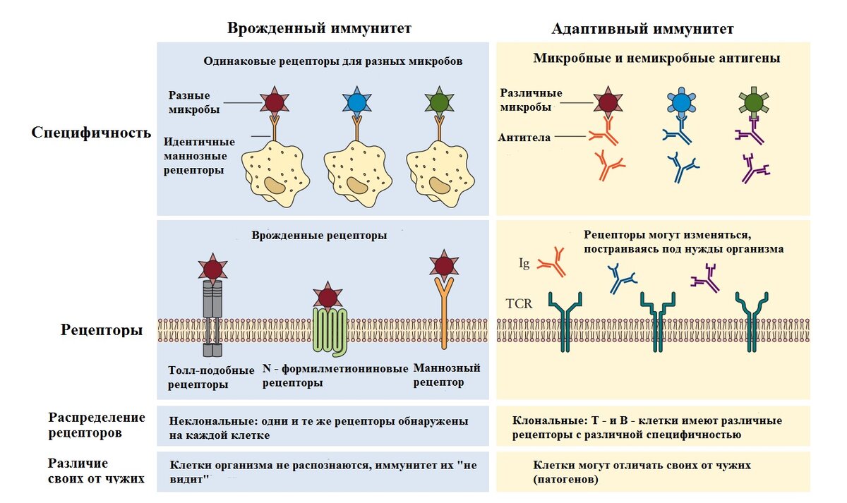 Специфика врожденного и адаптивного иммунитета. Показаны примеры рецепторов врожденного и адаптивного иммунитета. Ig - иммуноглобулин (антитело). Источник:  doi:10.1128/9781555818890.ch2.f2.2