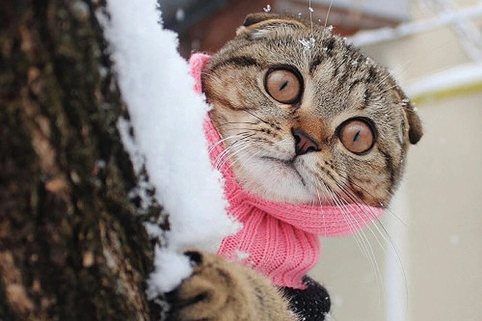 Котики зимой в шапке