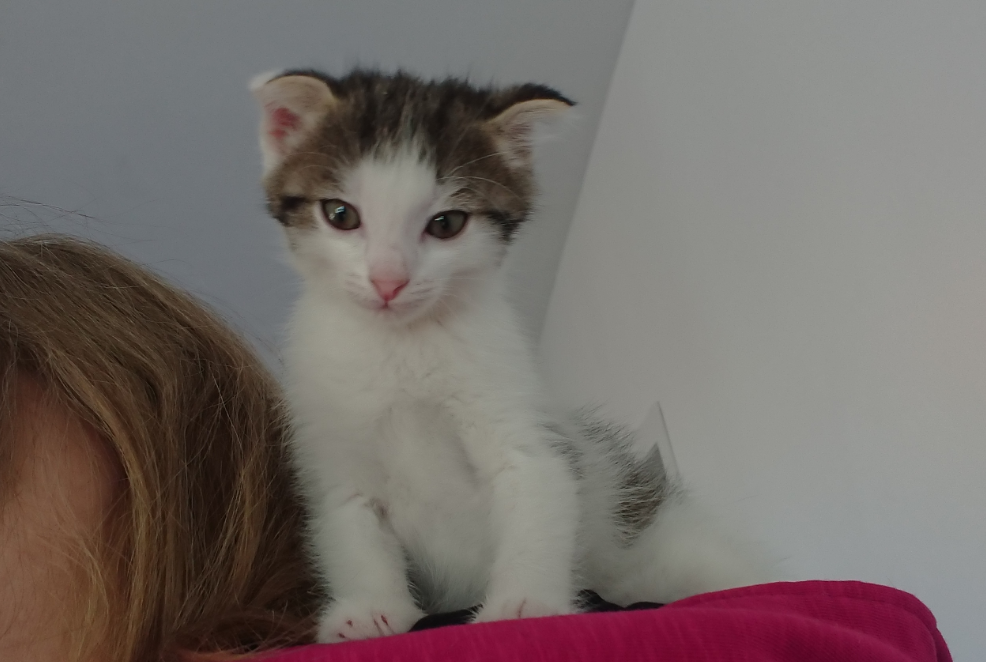 Смурф приучил нас ходить по дому в плотной одежде.. Его котейшество обожает с разбегу залезть на плечи одному из нас