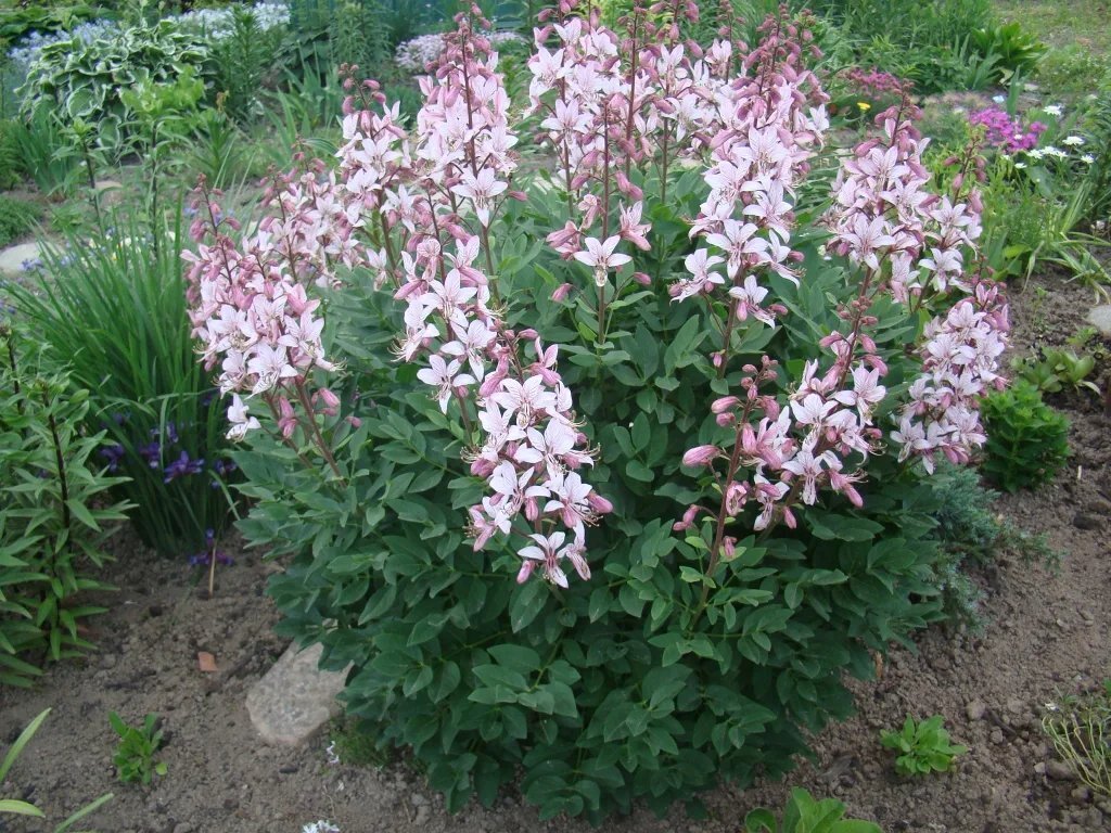 неопалимая купина растение в саду