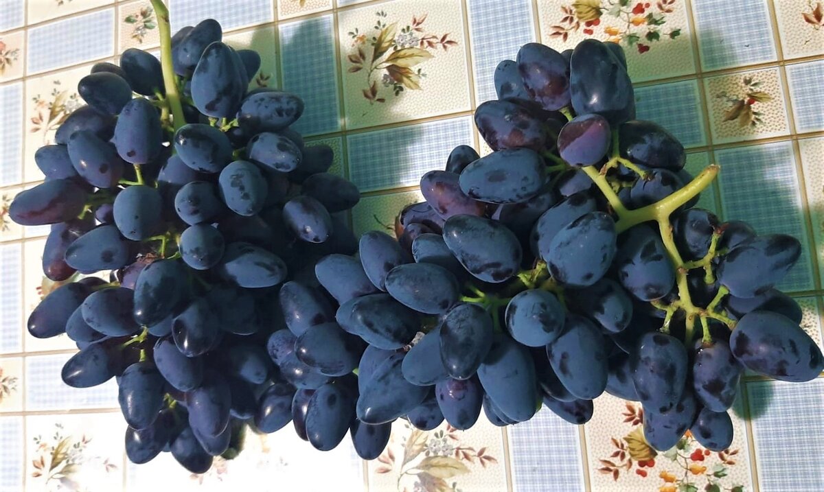 Неизвестный сорт