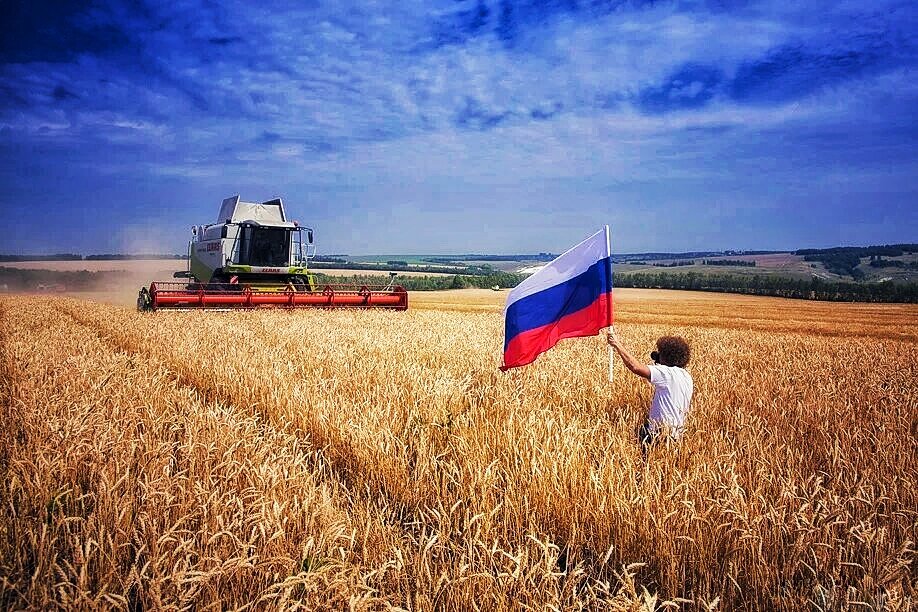 Фото поля с пшеницей и комбайном