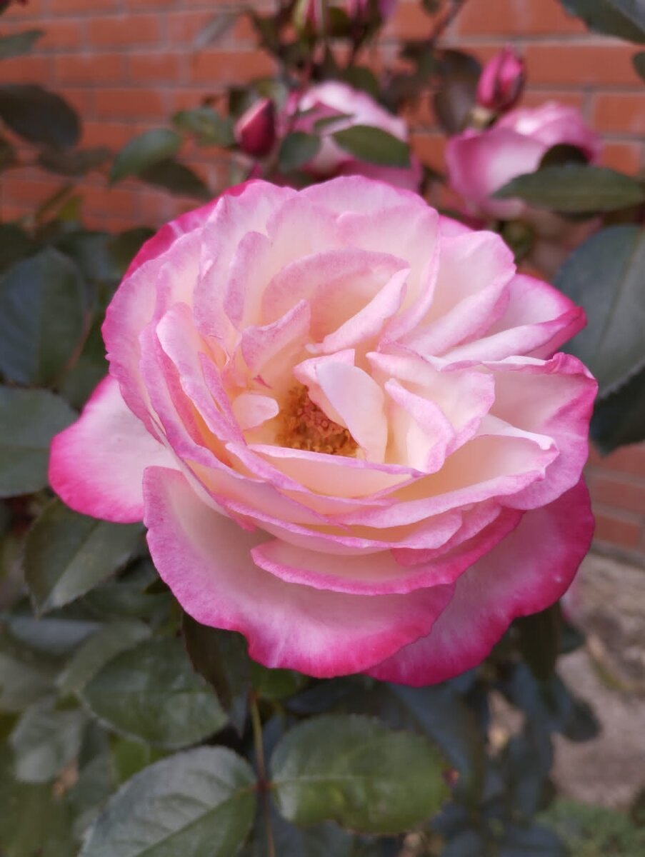 сентябрьское изобилие цветов и цвета