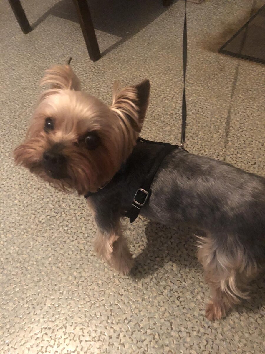 Всем хай! Бантик в здании! Гулять пойдем?