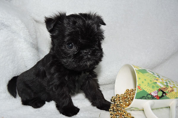 Шри Ланка Х'ИТ УЛДУЗ. Бельгийский гриффон.https://hitulduz.wixsite.com/minidog/kopiya-shenki 