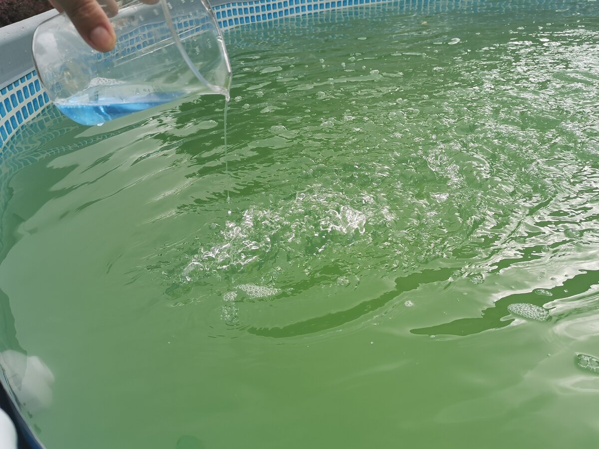 Цветет вода в емкости. Цветет вода в бассейне. Зацвела вода в бассейне. Зацветает вода в бассейне что делать. Как налить воду в бассейн.